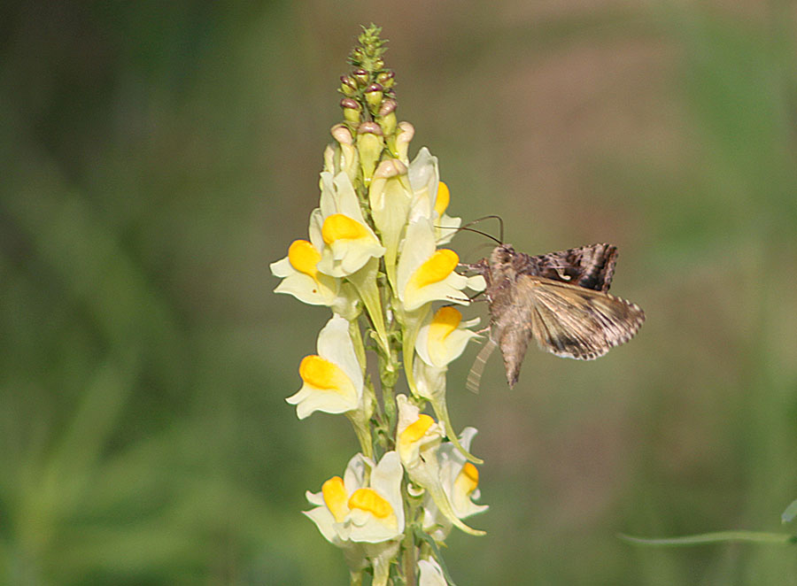 A proposito di Autographa gamma